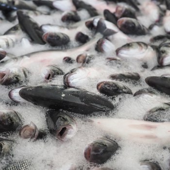 Más de 150.000 personas piden una normativa europea sobre el bienestar de los peces