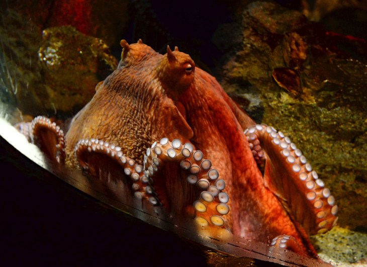 pulpo pegado al cristal de un acuario