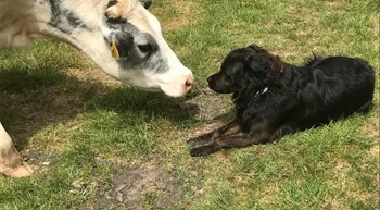 Duke, el perro compañero de Philip Lymbery, acercando su hocico al de una vaca en un prado