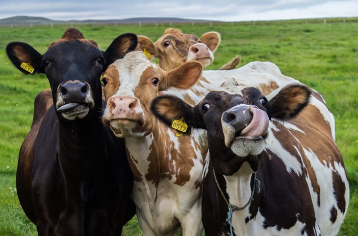 cuatro vacas con caras graciosas mirando muy juntas a la cámara en un prado verde