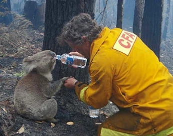 Un bombero dando agua a un koala tras los devastadores incendios forestales de Australia.