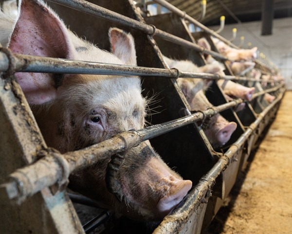 cerdas enjauladas en línea se asoman sus cabezas entre los barrotes