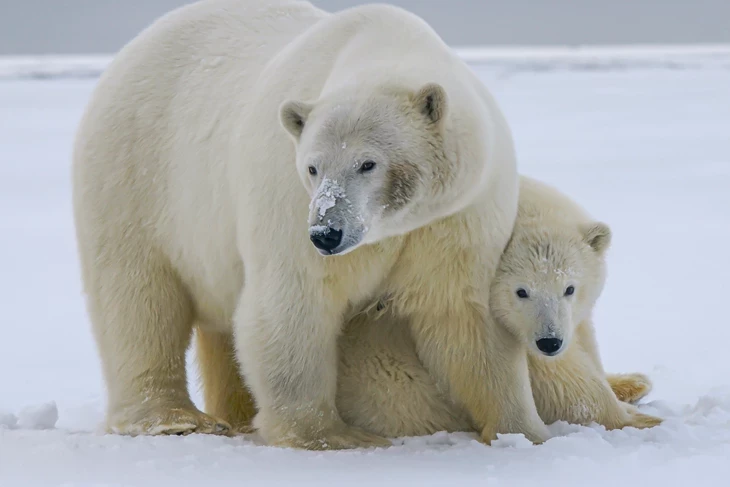 dos osos polares juntos en la nieve