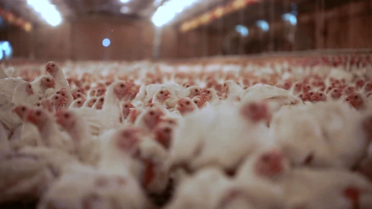 pollos hacinados en nave de cría industrial