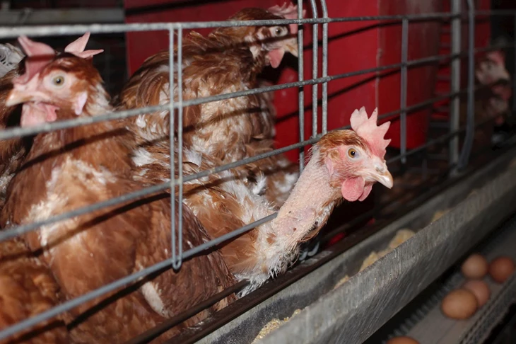 gallinas ponedoras en jaulas con los cuellos sin plumas por el roce al sacar sus cabezas entre las rejas