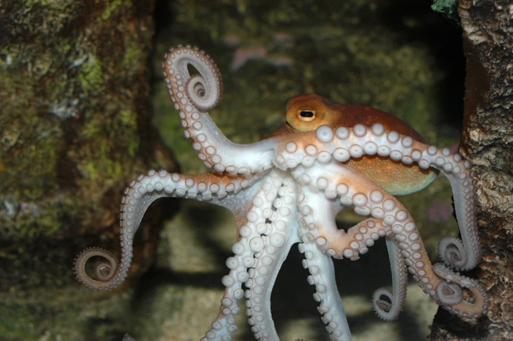 pulpo andando con sus tentáculos entre las rocas del lecho marino