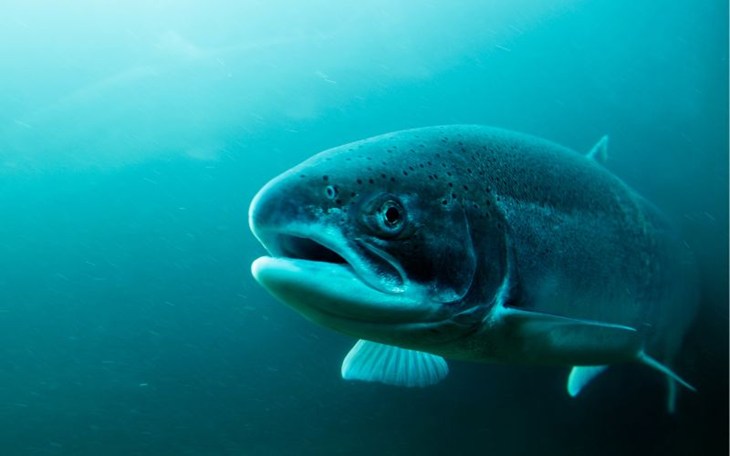 salmone che nuota in acque profonde