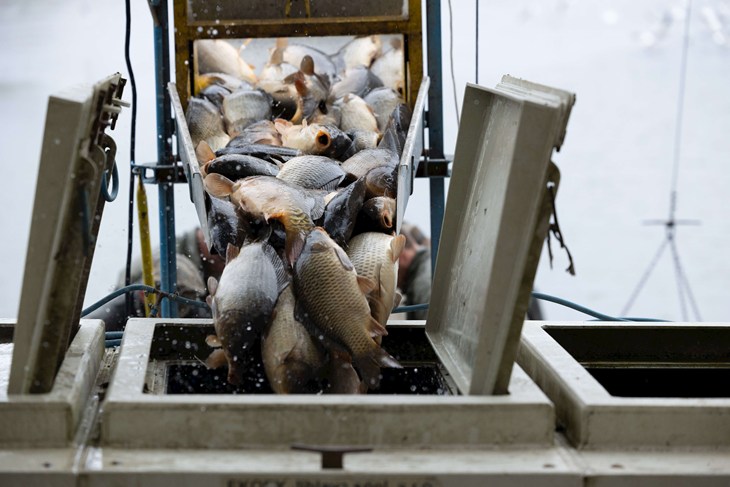 Many fish are sliding down a metal ramp and fall into a transport container.