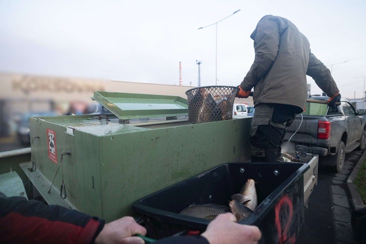 A man is emptying a container, moving fish into a plastic crate with a net